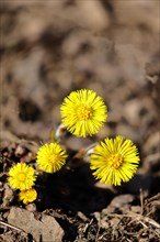 Coltsfoot (Tussilago farfara), close-up of a group of flowers by the wayside, Wilnsdorf, North