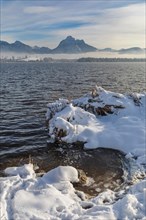Lake Hopfensee in winter, East Allgaeu, Swabia, Germany, East Allgaeu, Lake Hopfensee, Bavaria,