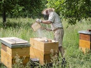 Beekeeper in protective clothing inspecting a frame with honey bees (Apis mellifera), North