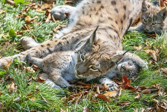 Eurasian lynx (Lynx lynx) female, mother and two cubs lying on the ground, captive, Germany, Europe