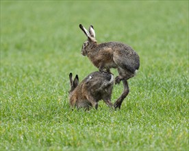 European hare (Lepus europaeus), mating, copula on a grain field, after mating the female hare