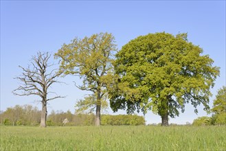 Three oak trees (Quercus), standing deadwood, two trees with blossoms and leaf buds on a pasture,