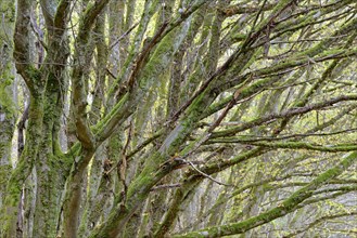 Deciduous trees, mossy european hornbeams (Carpinus betulus), Eastern Eifel, Rhineland-Palatinate,