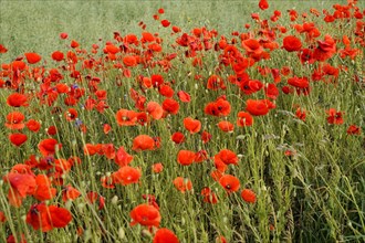 Poppy flowers (Papaver rhoeas), Baden-Wuerttemberg, Dense field of red poppies with green
