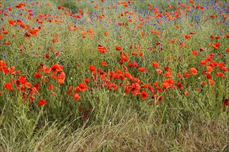 Poppy flowers (Papaver rhoeas), Baden-Wuerttemberg, A colourful flower field with red poppies and
