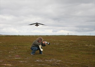Arctic skua (Stercorarius parasiticus) attacking a photographer in the tundra, Lapland, Northern