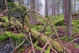 Mossy tree logs in natural spruce forest by some rocks