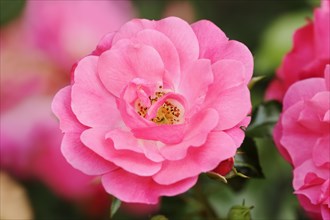 Shrub rose or rose 'Heidetraum' (Rosa hybrida), flower, ornamental plant, North Rhine-Westphalia,