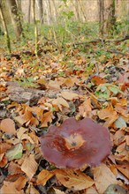 Chestnut-brown stem porling or black-red porling (Picipes badius, Polyporus badius), autumn, North