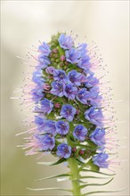 Magnificent viper's bugloss (Echium nervosum, Echium fastuosum), inflorescence, native to Madeira,
