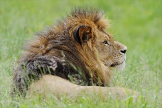 African lion (Panthera leo), male, captive, occurring in Africa