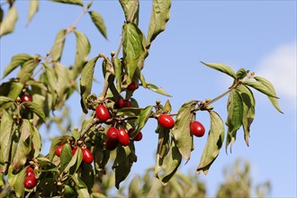 Cornelian cherry (Cornus mas), branch with fruit, North Rhine-Westphalia, Germany, Europe