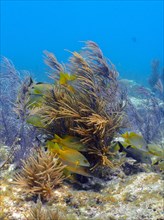 Group of schoolmaster snappers (Lutjanus apodus) in a typical Caribbean reef landscape. Dive site