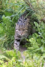 Wildcat making its way through dense greenery that gives a jungle feel, fishing cat (Prionailurus