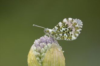 Orange tip butterfly (Anthocharis cardamines) adult male resting on a garden Allium flower in