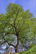 Spring lime tree (Tilia), Allgaeu, Swabia, Bavaria, Germany, Europe