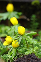 Winter aconite (Eranthis hyemalis) in bloom, with water droplets, plant, flower, early bloomer,