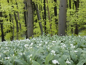 Ramson (Allium ursinum) in spring in the beech forest, Teutoburg Forest, North Rhine-Westphalia,
