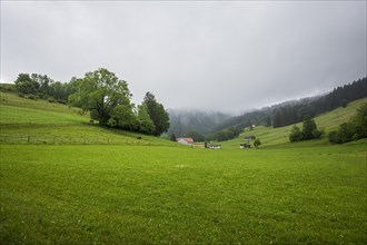 Foggy rural area in the Argental valley in Westallgaeu near Maierhoefen, Bavaria, Germany, Europe
