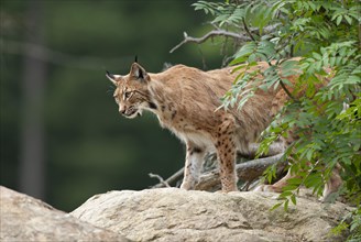 Eurasian lynx (Lynx lynx) standing on a rock and looking attentively, captive, Germany, Europe