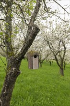 Nesting box for songbirds, meadow orchard, flowering apple trees, Baden, Wuerttemberg, Germany,