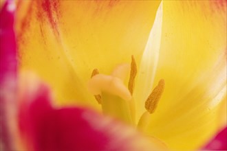 Pistil and stamens in a tulip calyx, yellow-red tulip (Tulipa), Stuttgart, Baden-Wuerttemberg,