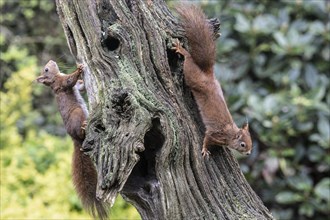 Eurasian red squirrel (Sciurus vulgaris), two animals on a tree trunk, Emsland, Lower Saxony,