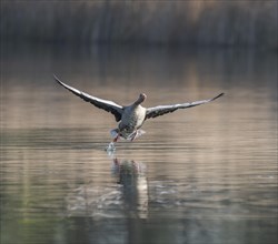 Greylag goose (Anser anser) landing over a pond, Thuringia, Germany, Europe