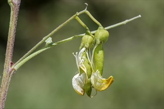 Transition from flower to fruit, yellow bladder bush (Colutea arbrescens), Valais, Switzerland,