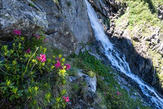 Alpine rose, Rhododendron ferrugineum, waterfall, mountain landscape, Alps, Zillertal, Austria,