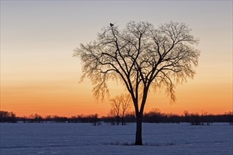 Snowy owl (bubo scandiacus), female perched high on a tree at sunset, province of Quebec, Canada,