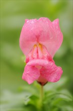 Large snapdragon or garden common snapdragon (Antirrhinum majus), flower, ornamental plant, North