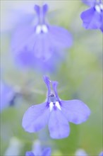Male lobelia or blue lobelia (Lobelia erinus), flowers, ornamental plant, North Rhine-Westphalia,