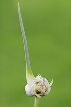 Garlic chives (Allium tuberosum), bulbs, spice plant, medicinal plant, North Rhine-Westphalia,