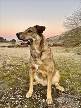 A contented dog sits gracefully against the backdrop of a serene dusk sky, with the early moon