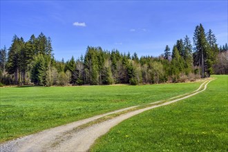 Meadow, field path, mixed forest, blue sky, Allgaeu, Swabia, Bavaria, Germany, Europe