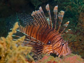 Pacific red lionfish (Pterois volitans), invasive species, dive site Rolex Reef, Destin, Panhandle,