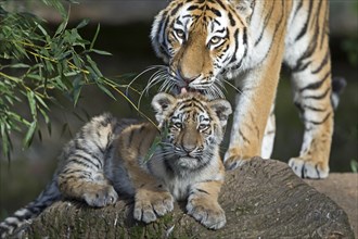 A tiger young being cared for by its mother on a tree trunk, Siberian tiger, Amur tiger, (Phantera
