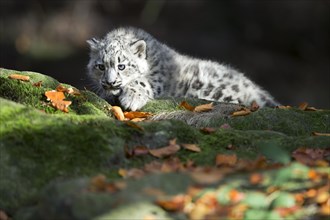 A single snow leopard young watching something from a rock, snow leopard, (Uncia uncia), young