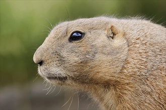 Black-tailed prairie dog (Cynomys ludovicianus), portrait, captive, occurrence in North America