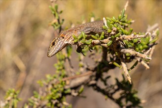 A lizard is sitting on a branch of a bush. The lizard is brown and tan in color