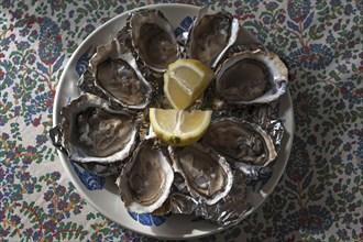 Fresh oysters with lemon on a plate, Atlantic coast, France, Europe