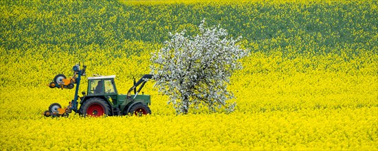 Tractor on a rape field, field with rape (Brassica napus) and a blossoming apple tree, Cremlingen,