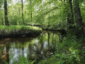 Stream and floodplain of the Dalke with alder forest in spring, Guetersloh, North Rhine-Westphalia,
