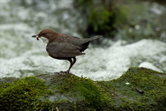 White-throated Dipper (Cinclus cinclus) sitting on rocks in rushing water looking for food,