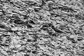 Slate heap, slate rock, black and white, Eastern Eifel, Rhineland-Palatinate, Germany, Europe