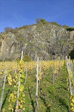 View of autumnal vineyards in front of a high rock face, blue sky, Moselle, Rhineland-Palatinate,