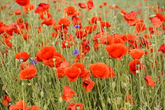 Poppy flowers (Papaver rhoeas), Baden-Wuerttemberg, Dew covers the poppies and grass in a wild