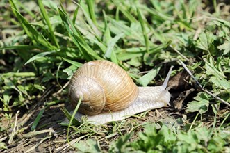 Burgundy snail (Helix pomatia), A snail with a brown shell crawls in the grass, zoo,