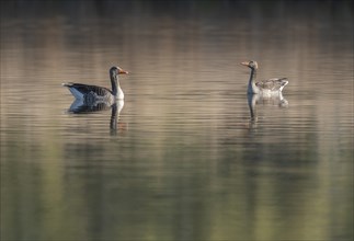 Greylag geese (Anser anser), two greylag geese swimming on a pond, Thuringia, Germany, Europe